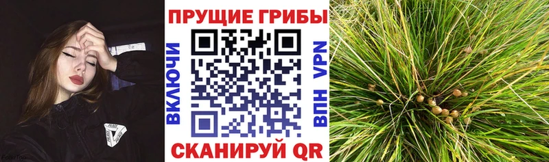 дарк нет официальный сайт  наркотики  Рыбное  Галлюциногенные грибы ЛСД 